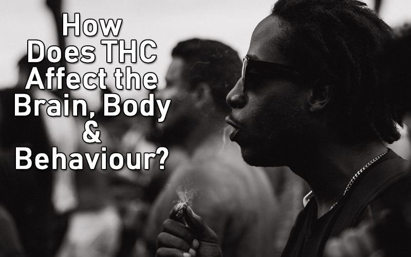 how-does-thc-affect-the-brain-body-behavior-davinci-vaporizer-ca