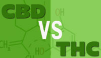 The Difference Between CBD vs THC