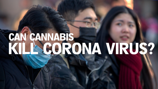 Can Cannabis Really Kill Corona Virus?