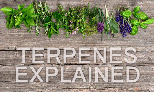 Terpenes: Flavor Explained